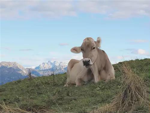 Avviso assegnazione alpi pascolive comunali - 2026